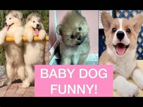 BABY CAT DOG 🤣FUNNIEST CAT😻 DOG🐶 CUTE CAT. 개냥이 댕댕이 🤣Funny and Cute Animals Compilation 💗 - YouTube