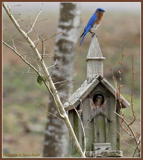 Bluebird. | Bird house, Bird houses, Blue bird