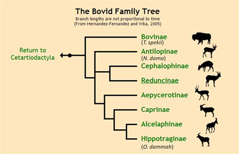 bovidae family tree | Family tree, Family tree branches, Tree branches