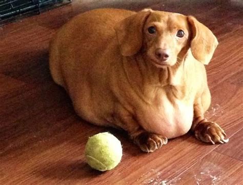 Rescued Morbidly Obese Dachshund Has A Stunning Transformation – iHeartDogs.com