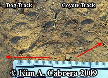 Coyote Tracks