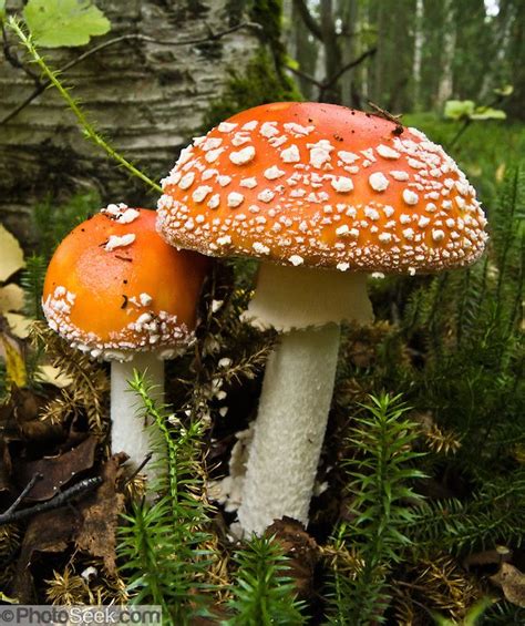 Poisonous Amanita muscaria mushroom, Alaska, USA