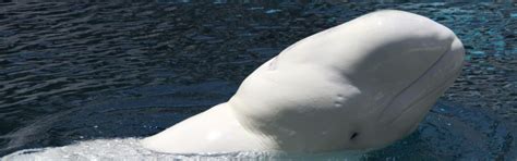 Beluga Whale | FaunaFocus