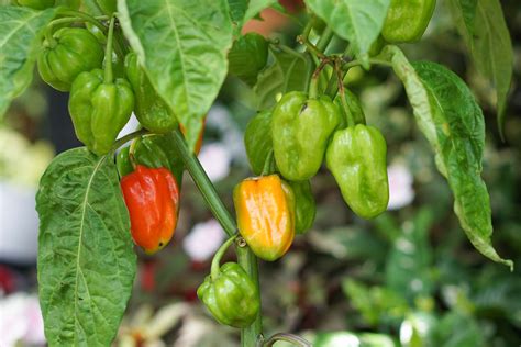 Choosing and Growing Hot Chili Peppers