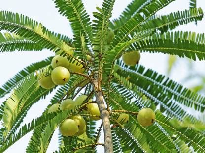 Vamsha Nature Care Amla Plant Price in India - Buy Vamsha Nature Care ...