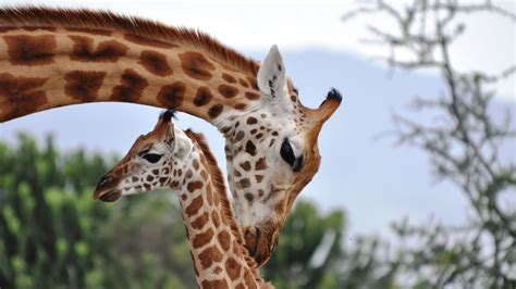 Giraffes have been misunderstood and are just as socially complex as ...