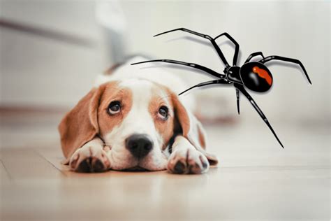 Spider Bite on Dog: Signs, Symptoms, and Treatment.