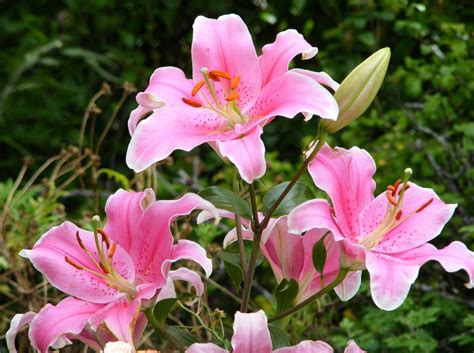 Dursley Garden - Wairarapa, NEW ZEALAND: Pink lilies