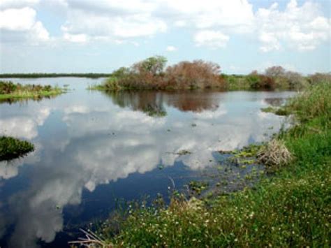 Freshwater Marshes – South Florida Aquatic Environments