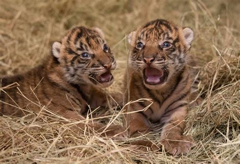 Sumatran Tiger Cubs Receive First Vet Checkup at Oklahoma City Zoo