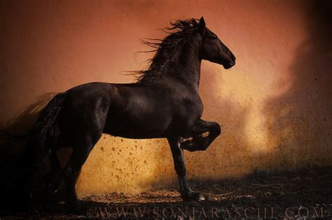 Friesian Horse Wallpaper