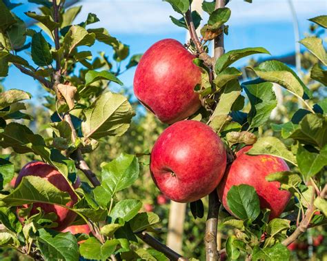 Early Pink Lady Apple - Dwarf _ Fruit Trees | Pink lady apples, Dwarf fruit trees, Pink ladies