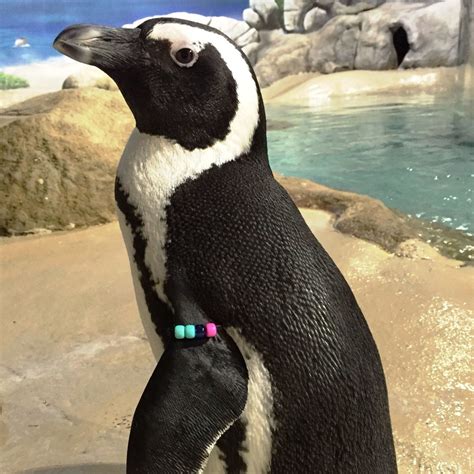 Penguin: Betty | Aquarium