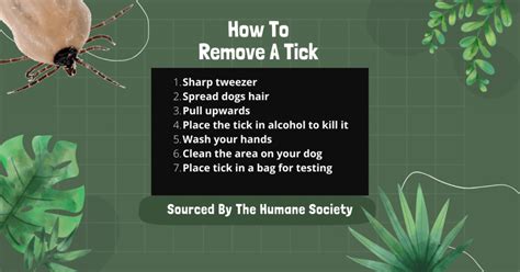 Dried Dead Tick On Dog Could Still Cause Lyme Disease