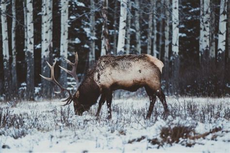 Deer Snow Winter Forest Royalty Free Photo