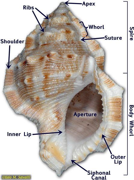 gastropod shell anatomy at DuckDuckGo | Sea shells, Shells, Shell beach