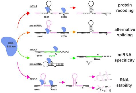 Frontiers | The Role of RNA Editing in Cancer Development and Metabolic ...