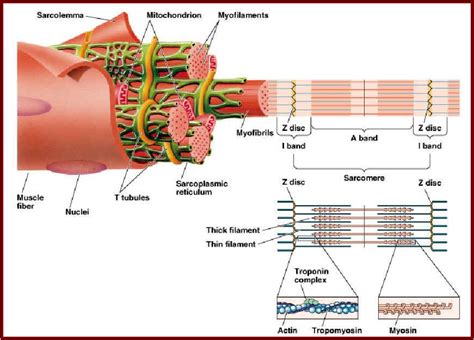 Myosin Myofilaments | SR and T tubules Myofibrils and myofilaments Sarcomeres | Human anatomy ...