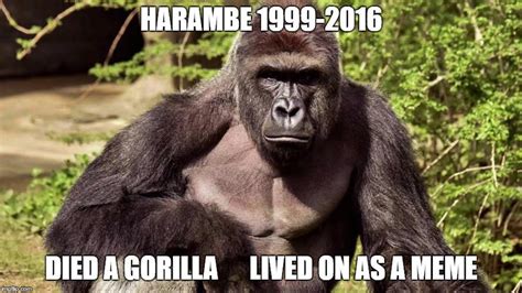 Harambe did nothing wrong | Harambe the Gorilla | Know Your Meme