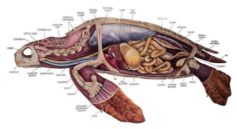 Mieke R ️th on Twitter | Human anatomy chart, Animal science, Sea turtle facts