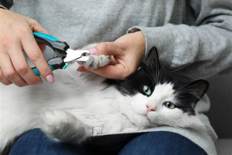 How To Safely Trim Cat Nails - A Step By Step Guide - Cats.com