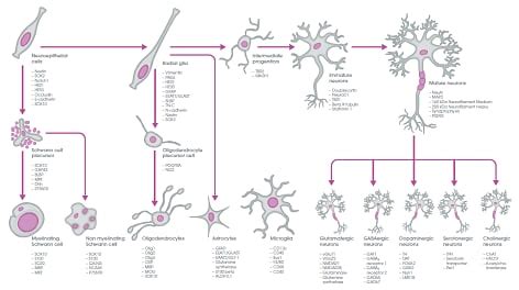 Neuronal, neural stem cell and glial cell markers | Abcam