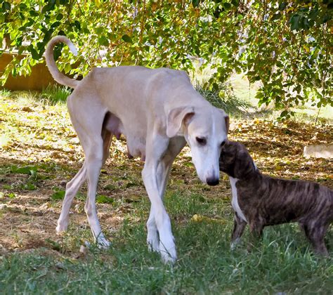 Azawakh Idi! Idi! Idi!: Azawakh Puppies