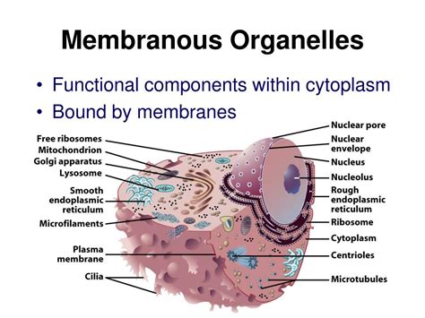 PPT - Cell Structure and Function PowerPoint Presentation, free download - ID:5958073