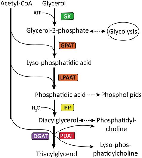 Triglyceride Synthesis Pathway | SexiezPicz Web Porn