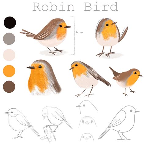 Robin Bird Studies :: Behance