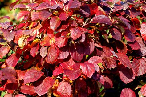 12 Great Shrubs and Vines for Fall Color