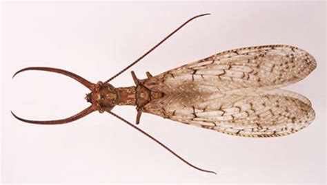 Dobsonfly - Alchetron, The Free Social Encyclopedia