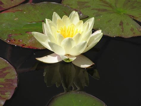 white lotus painting free image | Peakpx