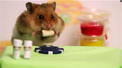 CUTE VIDEO: Competitive eater Takeru Kobayashi takes on tiny hamster in ...