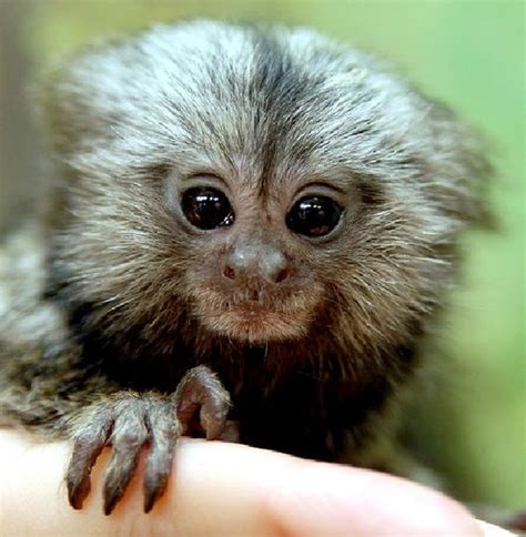 Pygmy Marmoset | A Little Monkey | Facts and Pictures | by Pets Planet ...