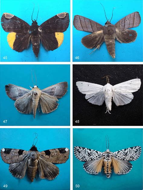 Noctuoid moths of Western Ghats. 45. Chrysopera combinans (Erebinae).... | Download Scientific ...