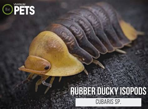 The Complete Cubaris Rubber Ducky Isopods Care Guide!