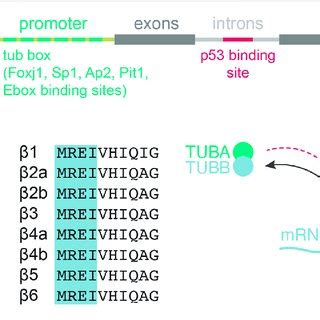 | Tubulin gene networks and protein distribution. (A) Phylogenetic ...