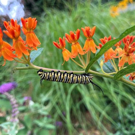 Butterfly Milkweed Plants - Milkweed for Monarchs