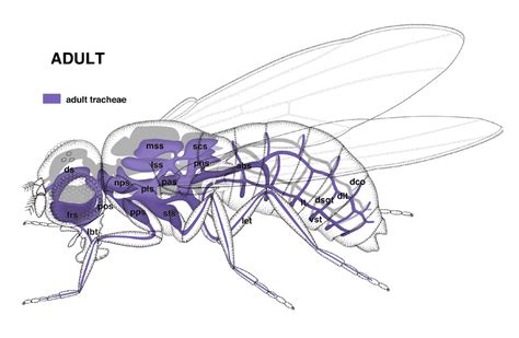 Drosophila Larvae Anatomy