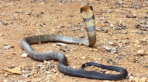 When a family of snakes was found in an 80 year old house, good thing ...