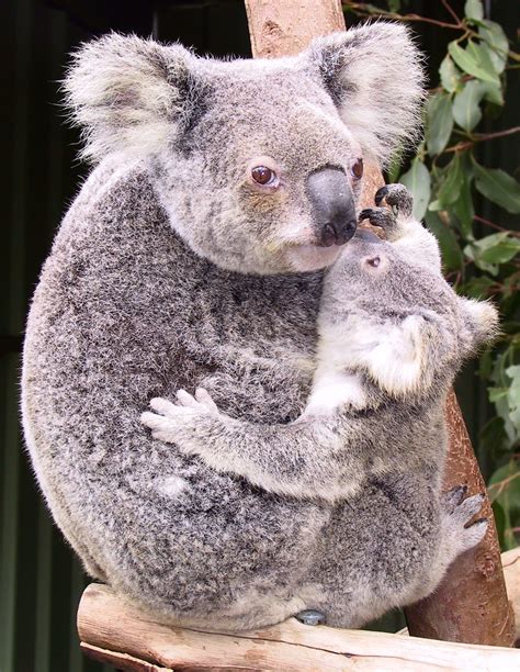 Il Koala (Phascolarctos cinereus) #LegaNerd