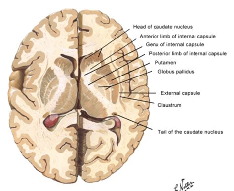 QCM Anatomie du SNC 🧠 Flashcards | Quizlet