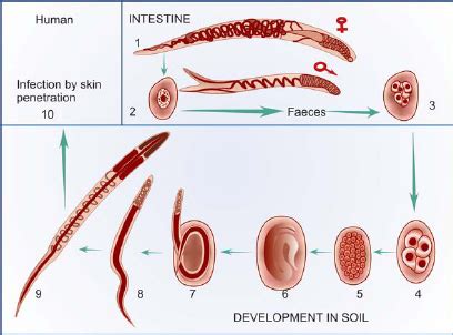 Ancylostoma Duodenale Life Cycle