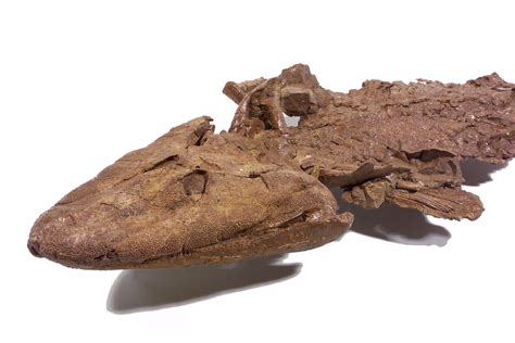 Tiktaalik Fossil