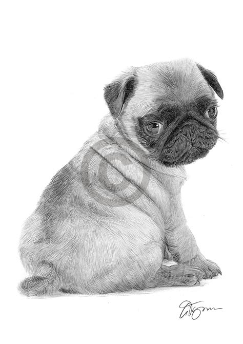 Pencil drawing of a young Pug puppy by UK artist Gary Tymon