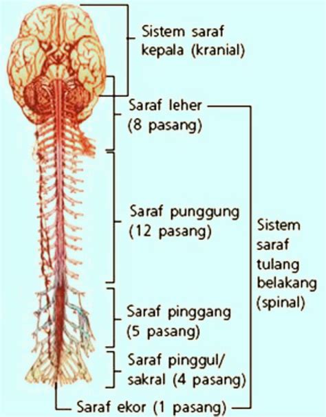 Fungsi sistem saraf pada manusia adalah