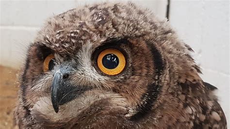 Baby Eagle Owl doin an observe. 10/10 would boop. : Superbowl