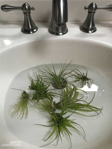 Air Plant Care: How to Tend, Fertilize, and Water Tillandsia