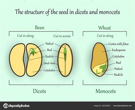 Vector Education Botany Banner Structure Monocot Dicot Plant Seeds Cut — Stock Vector © Elina33 ...